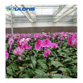 Polycarbonate Greenhouse for Flowers Rose Orchid